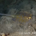ray_bluespotted_lw_tam_h_0116_bal3711.jpg